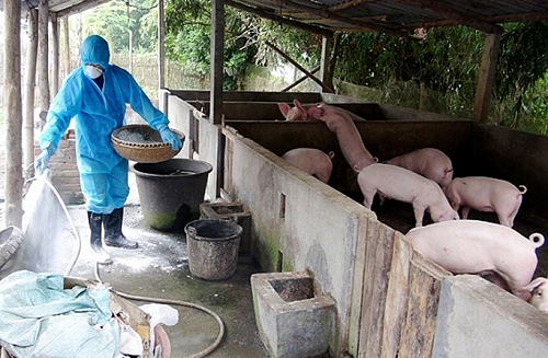 Ảnh 2: Công tác vệ sinh, khử trùng chuồng trại chăn nuôi cần được thực hiện thường xuyên, định kỳ